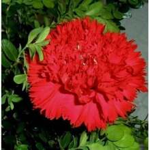 Chabaud Carnation Seeds (Red) TOPSEED - Màu be - Xem 7