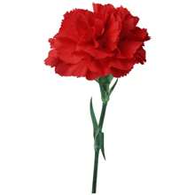 Chabaud Carnation Seeds (Red) TOPSEED - Màu be - Xem 3