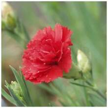 Chabaud Carnation Seeds (Red) TOPSEED - Màu be - Xem 6