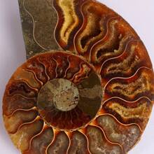 El cuarzo cristalino tiene grietas naturales, no daños. Fósil de amonita nautilus genuino - Maravillas desenterradas, muestra el arte de la naturaleza, decoración del hogar deslumbrante, surtido de tamaños y diseños, Hazlo tú mismo - Multicolor - Ver 10