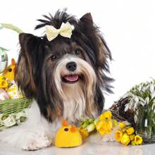 宠物发夹 精致蕾丝亮片蝴蝶结发夹 狗猫通用款式 颜色随机 10个 - 彩色 - 查看 5