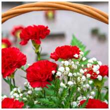 Chabaud Carnation Seeds (Red) TOPSEED - Màu be - Xem 5