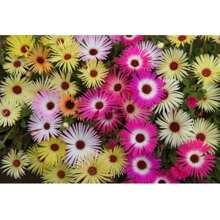 Bellidiformis Phycoid Seeds (Assorted) TOPSEED - 杏色 - 查看 3