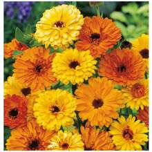 Pacific Calendula Seeds (Assorted) TOPSEED - 杏色 - 查看 3