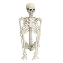 5.4FT Poseable Skeleton Prop Life Size Plastic Halloween Human Bones Skeleton Party Supplies - 白色 - 查看 8