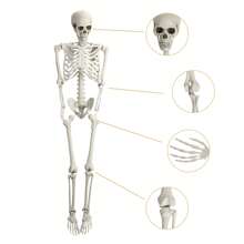 5.4FT Poseable Skeleton Prop Life Size Plastic Halloween Human Bones Skeleton Party Supplies - 白色 - 查看 7