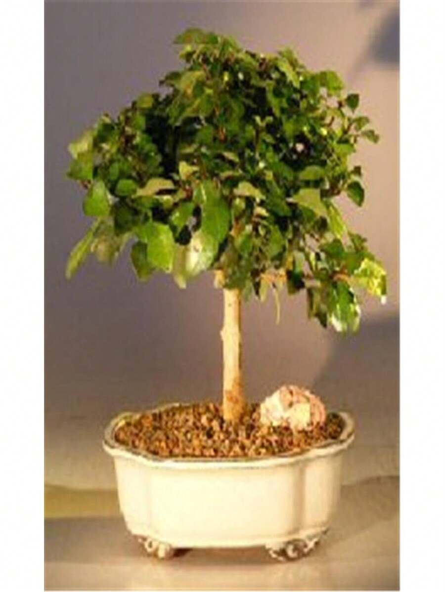 Bonsai Boy E3016 Flowering Parrots Beak Tree - Gmelina Philippensis - Medium - Multicolor - View 1