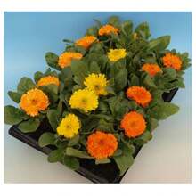 Pacific Calendula Seeds (Assorted) TOPSEED - 杏色 - 查看 5