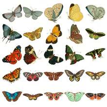 50 张复古蝴蝶贴纸，适用于垃圾日记本笔记本电脑冰箱手提箱汽车滑板相册摩托车水瓶剪贴簿 DIY 盒子包装标签派对贴纸 - 彩色 - 查看 8