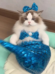 美人鱼风格宠物狗/猫泳衣（适合 5-12 磅）、趣味比基尼服装、美人鱼尾巴配饰 - 彩色 - 查看 2