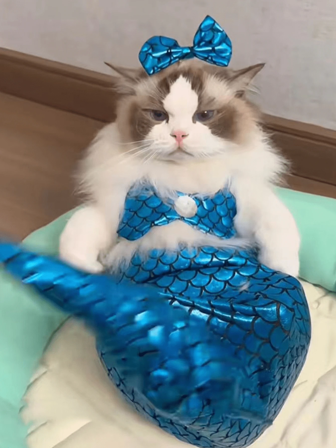 美人鱼风格宠物狗/猫泳衣（适合 5-12 磅）、趣味比基尼服装、美人鱼尾巴配饰