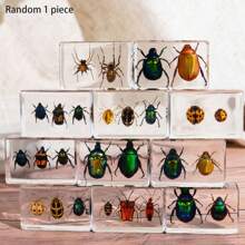 1pc Real Insect & Plant Model Set, Multispecies Insect Collection Transparent Model, Creative Gift Decor, Insect Teaching Tool, Permanent Preserved Animal Insect Combination Sample, 2pcs Golden Beetles, 3pcs Ladybugs, 3pcs Leaf Beetles, 2pcs Spiders, 2pcs Ants, 2pcs Stinkbugs, Multicolor Beetle Insect Model Set, Educational Learning Toy - Multicolor - View 13
