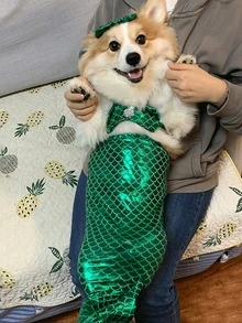 美人鱼风格宠物狗/猫泳衣（适合 5-12 磅）、趣味比基尼服装、美人鱼尾巴配饰 - 彩色 - 查看 6