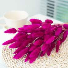 60/120 Pcs Dried Natural Flowers Decoration, Natural Dried Rabbit Tail Grass Flowers, Dried Pampas Grass, Used For Home Decor, Wedding Decor, Party Decor, DIY Craft, Shooting Props, Theme Decoration, 19.7inch (White) - Rose Red - View 5