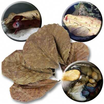 Kit Com 15 Folhas De Amendoeira Castanheira, Castanheira Portuguesa, Castanha da Índia, Castanhola, Sete Copas, Sombreiro, Chapéu de Sol Para Rásboras Acará Disco Ou Discus Tetras Acarás Bandeiras Barbus Bettas Platies Platy E Outros Caracídeos Gouramis Bettas Killifishs Corydoras Ou Coridoras. Estimula reprodução, antifúngico, antibactericida, antiparasiticida, melhora da saúde geral dos peixes, controle do pH , eleva a capacidade imunológica, medicamento natural, auxilia na desova de Acarás-Disco e Tetras, serve de ninho para Bettas e Gouramis, esconderijo de alevinos, Alimento de Camarões. Alimentos e condicionadores de agua para peixes.