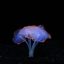 1pc Fish Tank Simulation Coral Aquarium Decoration Soft Fluorescent Silicone Corals,Luminous,Soft,Lightweight