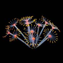 1pc Fish Tank Simulation Coral Aquarium Decoration Soft Fluorescent Silicone Corals,Luminous,Soft,Lightweight