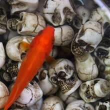 Bộ 20 bộ xương Gnome Halloween Mini, Đồ trang trí Halloween, Phụ kiện Halloween, Cho cây trồng trong chậu, Đá lát, Giáng sinh - trắng - Xem 9