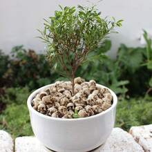 Bộ 20 bộ xương Gnome Halloween Mini, Đồ trang trí Halloween, Phụ kiện Halloween, Cho cây trồng trong chậu, Đá lát, Giáng sinh - trắng - Xem 5