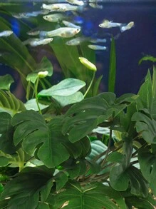 1Pc Leaf Turtle Back Leaf Simulation Aquatic Plant Reptile Plant Aquarium Fish Tank Landscape Simulation Rattan Leaf Home Decoration