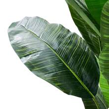 LIVINGANDHOME Living And Home 180cm Artificial Plant Fake Banana Tree In Pot - 180cm H  Green - View 7