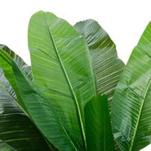 LIVINGANDHOME Living And Home 180cm Artificial Plant Fake Banana Tree In Pot - 180cm H  Green - View 6