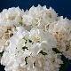 blanco lechoso