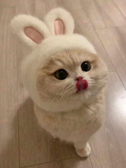 Cute Cat Accessories Halloween, Christmas Pet Headpiece White Rabbit Pet Headpiece For Cats And Dogs Internet Celebrity Rabbit Hat Halloween Cute Rabbit Pet Photo Accessory Headpiece Piece
