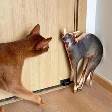 Custom Photo Pet Pillow, Personalized Cat & Dog Design, No White Edge, Soft Polyester Fabric, Ideal Friend Gift, Plush Cat Pillow With Photo - Perfect For Ages 14+ Christmas Gift,Durable,Breathable,Lightweight,Washable,Funny,Cute,Love,Soft,Comfortable,Elegant,Simple,Custom,Personalized,Unique,Ideal Gifts For Him,Ideal Gifts For Her,Him,Her,Boyfriend,Girlfriend,Dad,Mom,Family,Friends,For Anniversaries,For Mother's Day,For Birthdays,For Valentine's Day,For Graduation,For Father's Day,For Weddings,For Housewarming,Sofa,Bed,Car,Tea Room,Bedroom,Bathroom,Living Room,Dining Room - Upload Pictures to Customize Pillows - View 6