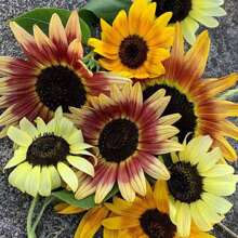 Beautiful Autumn Sunflower Seeds (Assorted) SUPER ISLA - 杏色 - 查看 5