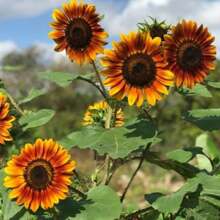 Beautiful Autumn Sunflower Seeds (Assorted) SUPER ISLA - 杏色 - 查看 7