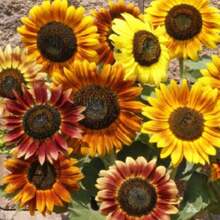 Beautiful Autumn Sunflower Seeds (Assorted) SUPER ISLA - 杏色 - 查看 4