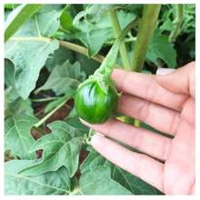 Round Okra Seeds Morro Grande FELTRIN