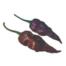Tiana Pepper Seeds [Bhut Jolokia Chocolate] FELTRIN - Màu be - Xem 3