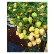 Vergara Pepper Seeds [Trinidad Scorpion Oliva] FELTRIN - 杏色 - 查看 6