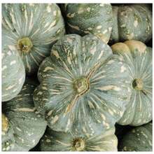 Jacarezinho Pumpkin Seeds (Thick Skin) FELTRIN - Apricot - View 8