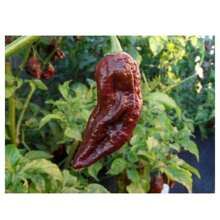 Tiana Pepper Seeds [Bhut Jolokia Chocolate] FELTRIN - Màu be - Xem 7