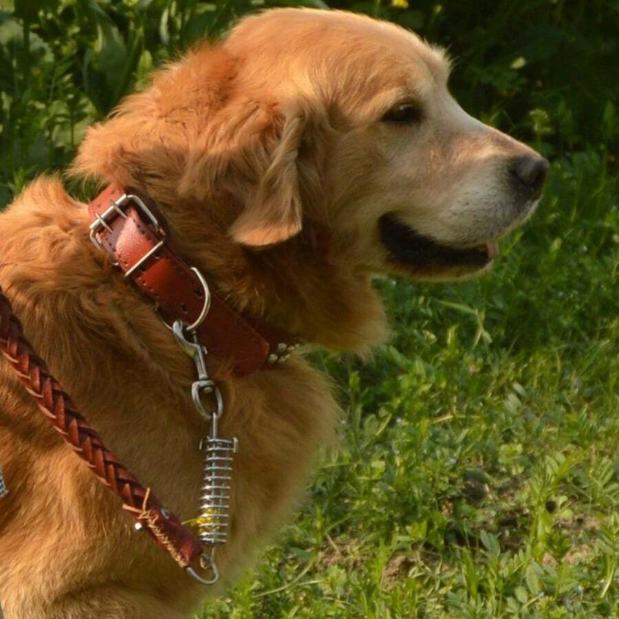 1pc Soft Genuine Leather Dog Collar And Leash Set, Durable For Small