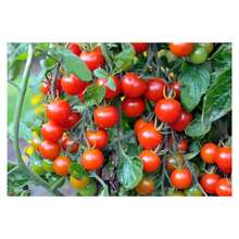 Yubi Red Cherry Tomato Seeds FELTRIN - Màu be - Xem 7