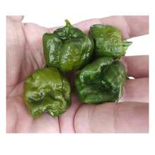 Vergara Pepper Seeds [Trinidad Scorpion Oliva] FELTRIN - 杏色 - 查看 5