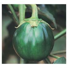 Round Okra Seeds Morro Grande FELTRIN