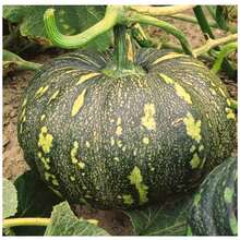 Jacarezinho Pumpkin Seeds (Thick Skin) FELTRIN - Apricot - View 7