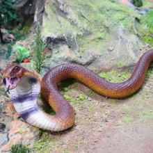 1 pieza Juguete de apretar antiestrés compacto y de moda, juguete de gel suave de TPR creativo, modelos realistas de animales como pez globo, calamar, rana, ratón, oruga, serpiente, adecuado para cumpleaños, Halloween, fiesta de bromas divertidas