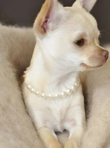 10 毫米全仿珍珠宠物项链项圈，猫狗经典配饰