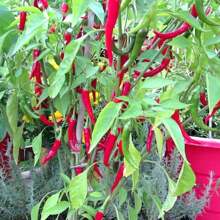 FELTRIN Long Slim Cayenne Pepper Seeds - Màu be - Xem 7