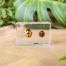 1pc Real Insect & Plant Model Set, Multispecies Insect Collection Transparent Model, Creative Gift Decor, Insect Teaching Tool, Permanent Preserved Animal Insect Combination Sample, 2pcs Golden Beetles, 3pcs Ladybugs, 3pcs Leaf Beetles, 2pcs Spiders, 2pcs Ants, 2pcs Stinkbugs, Multicolor Beetle Insect Model Set, Educational Learning Toy - Multicolor - View 14