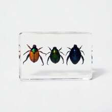 1pc Real Insect & Plant Model Set, Multispecies Insect Collection Transparent Model, Creative Gift Decor, Insect Teaching Tool, Permanent Preserved Animal Insect Combination Sample, 2pcs Golden Beetles, 3pcs Ladybugs, 3pcs Leaf Beetles, 2pcs Spiders, 2pcs Ants, 2pcs Stinkbugs, Multicolor Beetle Insect Model Set, Educational Learning Toy - Multicolor - View 18