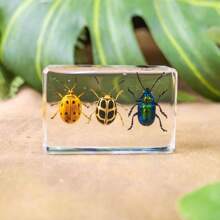 1pc Real Insect & Plant Model Set, Multispecies Insect Collection Transparent Model, Creative Gift Decor, Insect Teaching Tool, Permanent Preserved Animal Insect Combination Sample, 2pcs Golden Beetles, 3pcs Ladybugs, 3pcs Leaf Beetles, 2pcs Spiders, 2pcs Ants, 2pcs Stinkbugs, Multicolor Beetle Insect Model Set, Educational Learning Toy - Multicolor - View 16