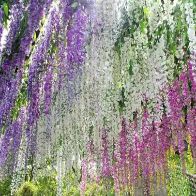 10 CÁI/50 CÁI/100 CÁI Dây leo hoa tử đằng nhân tạo bằng lụa Vòng hoa treo trang trí tiệc cưới Trang trí nhà cửa Tường xanh Trang trí hoa trần, Trang trí treo hoàn hảo cho đám cưới, Thích hợp cho tiệc tùng, sinh nhật và gia đình, Ngày lễ tình nhân, Quà tặng tốt nghiệp, Trang trí sân vườn, Cây ngoài trời, Làm vườn, Hoa giả