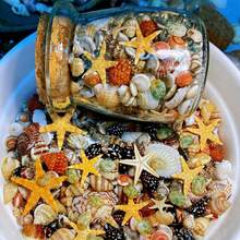 400pcs Natural Seashells & Shells, 6 Assorted Mini Types, Natural Specimen (With 1pc Glass Bottle) - Multicolor - View 3
